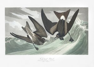  - John James Audubon