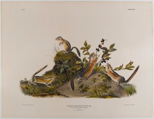 Écureuil terrestre à quatre bandes - John James Audubon