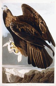 Aigle royal, 1833