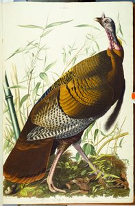 Grand dindon sauvage américain mâle - John James Audubon