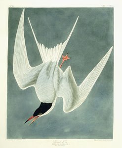 Grande Sterne, Mâle, Plumage de Printemps, 1836 - John James Audubon