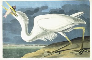 Grand Héron Blanc, Adulte Mâle, Plumage de Printemps - John James Audubon