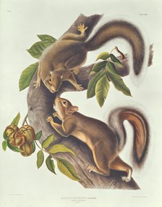 Écureuil lièvre (Sciurus Leoporinus)