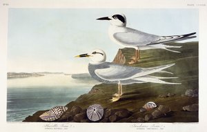 Sterne de Havell et Sterne de Trudeau, 1838