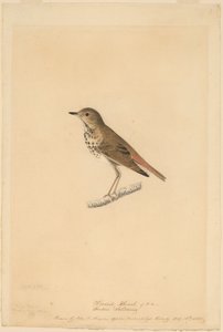 Grive solitaire - John James Audubon