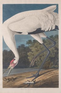 Grue blanche, 1834 - John James Audubon