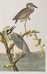 Illustration de 