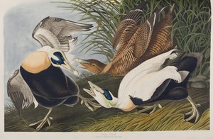 Illustration de 
