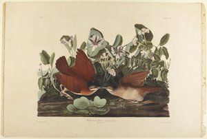  - John James Audubon