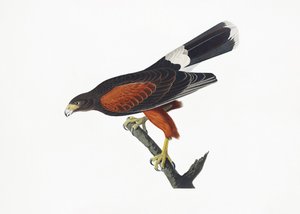  - John James Audubon