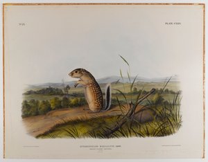 Écureuil marmotte mexicain - John James Audubon