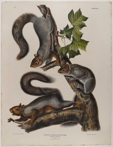 Écureuil migrateur