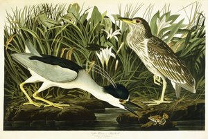 Héron de nuit ou oiseau Lua