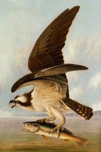 Balbuzard pêcheur et bar faible