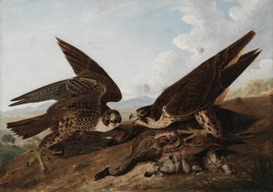 Faucons pèlerins