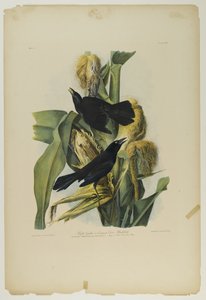 Quiscale pourpré, imprimé par Julien Bien et publié par Roe Lockwood & Son, 1861 - John James Audubon