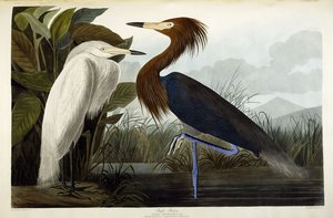Héron pourpré, vers 1835