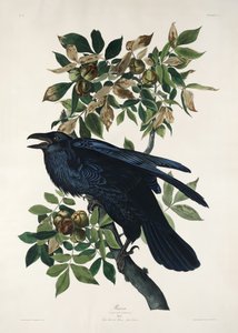  - John James Audubon