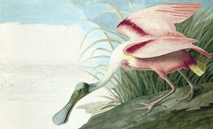 Spatule rosée, Platalea Ajaja, de "Les Oiseaux d