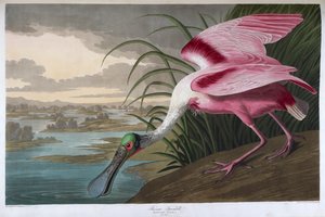 Spatule rosée. Mâle adulte - John James Audubon