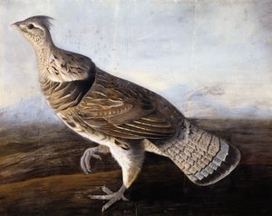 Gélinotte huppée - John James Audubon
