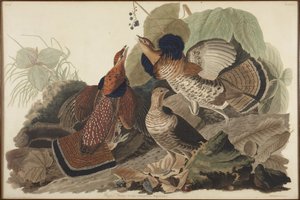 Gélinotte huppée - John James Audubon