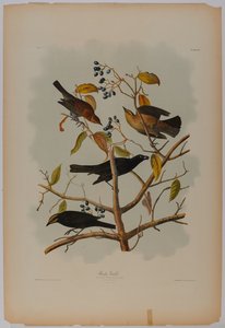 Grackle rouillé
