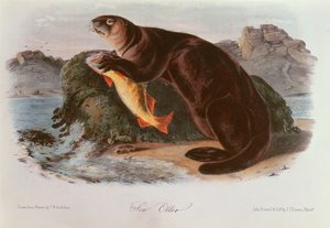 Loutre de mer de 
