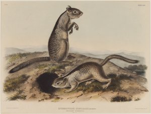 Spermophilus Douglassii (Deux écureuils de Douglas) - John James Audubon