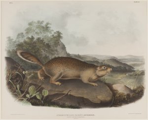 Spermophilus Parry (Écureuil marmotte de Parry) - John James Audubon