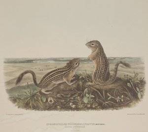 Spermophilus Tridecemlineatus (Deux écureuils léopards) - John James Audubon