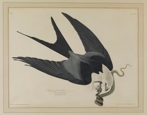  - John James Audubon