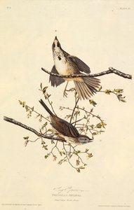 Le bruant chanteur. De Les Oiseaux d
