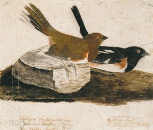 Bruant tourneur - John James Audubon
