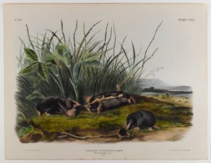 Taupe musaraigne de Townsend - John James Audubon