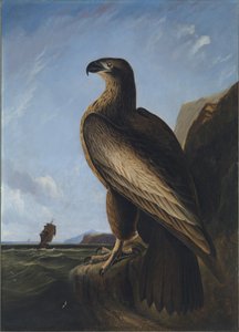 Aigle de mer de Washington - John James Audubon