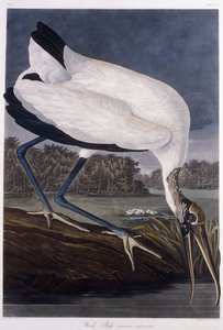 Ibis des bois - John James Audubon