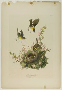 Paruline polyglotte, imprimée par Julien Bien et publiée par Roe Lockwood & Son, 1861 - John James Audubon