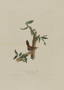 Le Troglodyte à longue queue de Bewick, extrait de Birds of America, gravé par Robert Havell (1793-1878) - John James after Audubon