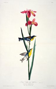 La Paruline à dos jaune, extrait de Birds of America, gravé par Robert Havell (1793-1878) - John James after Audubon
