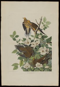 Le Pigeon de Caroline ou Tourterelle, extrait de Birds of America, gravé par Robert Havell (1793-1878)