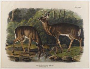 Cerf commun ou de Virginie, gravé par John T. Bowen (1801-c.1856) 1848 - John James after Audubon