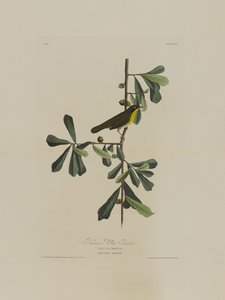 La Paruline de Roscoe, extrait de Birds of America, gravé par Robert Havell (1793-1878) - John James after Audubon