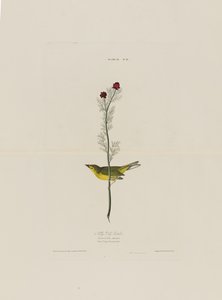 Le Moucherolle de Selby, extrait de Birds of America, gravé par Robert Havell (1793-1878) - John James after Audubon