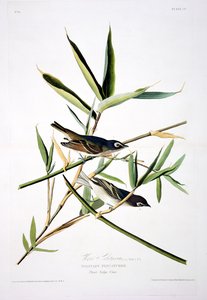 Le Moucherolle solitaire, extrait de Birds of America, gravé par Robert Havell (1793-1878) - John James after Audubon