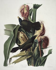 Le Quiscale pourpré, extrait de Birds of America, gravé par Robert Havell (1793-1878)