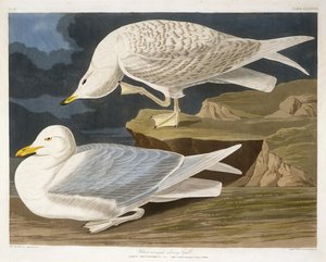 Goéland argenté à ailes blanches, gravé par Robert Havell, Jr. (1793-1878), 1835 (gravure colorée à la main)