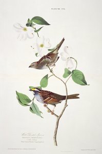 Le Bruant à gorge blanche, extrait de Birds of America, gravé par Robert Havell (1793-1878)