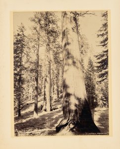 Grands arbres, Mariposa, Californie