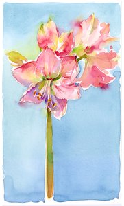Amaryllis avec fond aqua - John Keeling